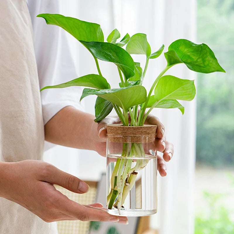 Transparent Glass Hydroponic Flower Pot – Soilless Planting Vase for Green Plants & Home Décor