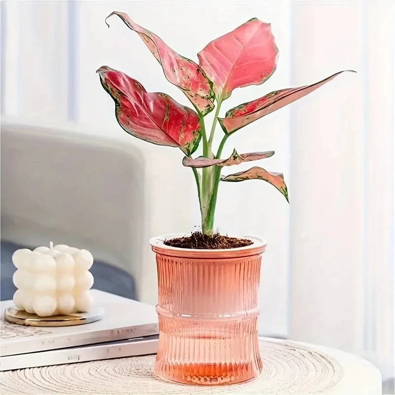 Lazy Self-Watering Hydroponic Flower Pot – Transparent Double-Layer Automatic Water-Absorbing Planter for Office & Home