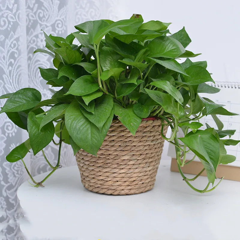 Straw Woven Plant Pot Basket – Grass Planter Basket for Indoor & Outdoor Plants, Flower Pot Cover & Container