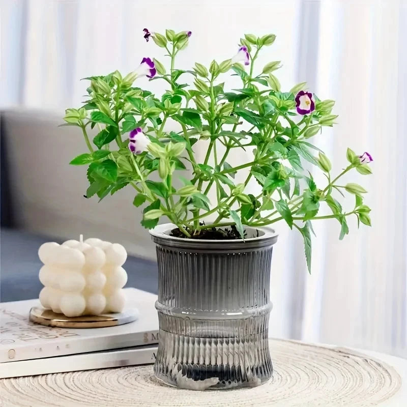 Lazy Self-Watering Hydroponic Flower Pot – Transparent Double-Layer Automatic Water-Absorbing Planter for Office & Home